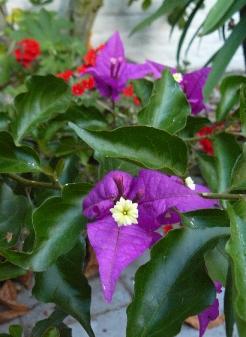 bougainvilea