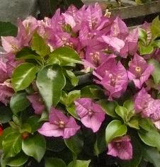 bougainvillainpot