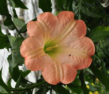Brugmansia-zalmkleurige-bloem