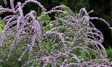 Buddlejaalternifolia