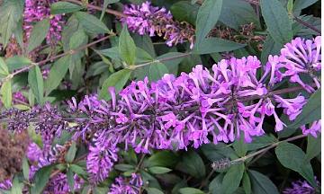 BuddlejadavidiiArguspaars