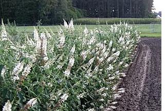 BuddlejadavidiiARGUSwhite