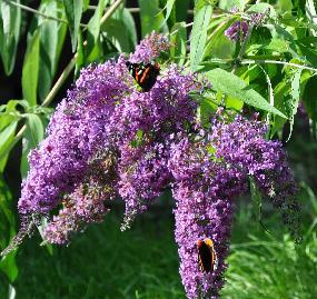 BuddlejadavidiiDartmoorvlinderfestival