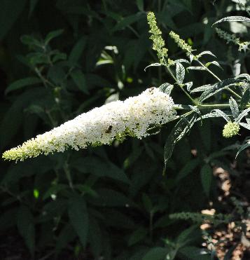 BuddlejadavidiiFranchWhiteSpreadflower