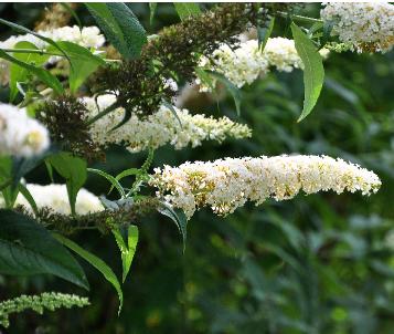 BuddlejadavidiiWhiteCloud4vn