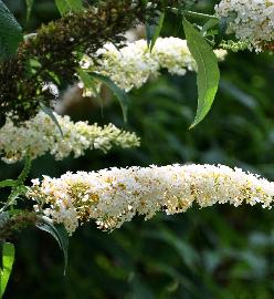 BuddlejadavidiiWhiteCloud5vn