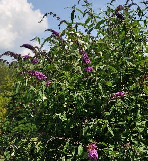 BuddlejadavidiixpikeiHever