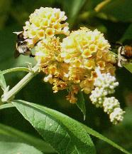 buddlejaglobosalemonball