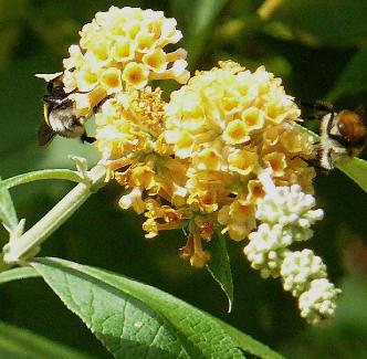 buddlejaglobosalemonball