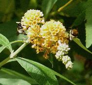 buddlejaglobosalemonball