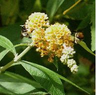 buddlejaglobosalemonball