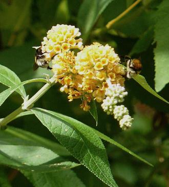 buddlejaglobosalemonball