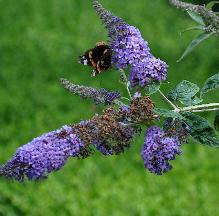 Buddlejakatriensterken3