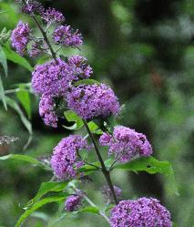 Buddlejakatriensterkennice