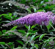 Buddlejakatriensterken5