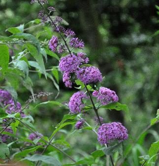 Buddlejakatriensterkennice