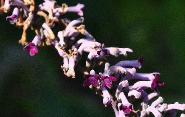 Buddlejalindleyanabloemcloseuvnn