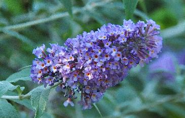 BuddlejaLochinchbloemcloseupvn