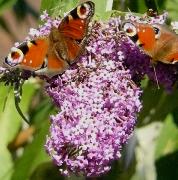 buddlejapauwoogvlinder