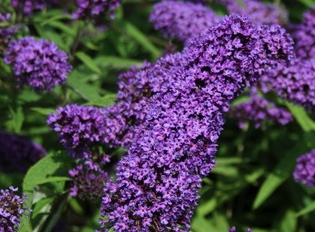 Buddlejapurpleemperor