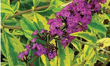 Buddlejasantana