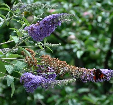 BuddlejaspontanekruisingNanhoBLueenNanhoPurple