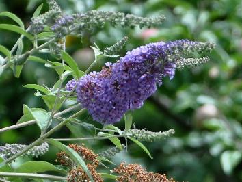 BuddlejaspontanekruisingNanhoBLueenNanhoPurple