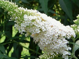 buddlejawhiteprofusion