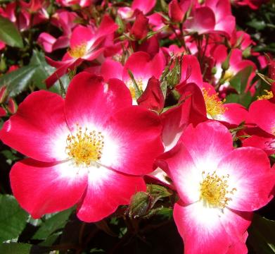 Rosa 'Bukavu' Louis Lens 1998 - Foto Lens Roses copyright