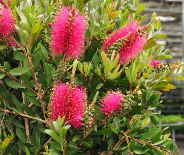 Callistemon-Bright-Pink-closeup-bloemen- lampenpoetser