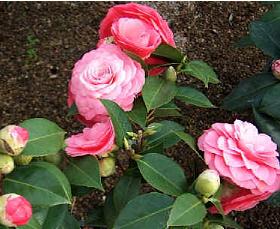 Camelia-japonica-Mrs-Tingley-flowers