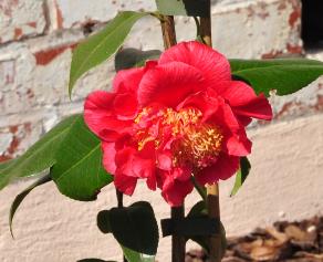 CamelliaAmmyFragrance