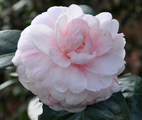 CamelliaBarondeBachLitou