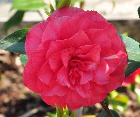 CamelliaGiardini