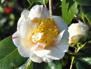 CamelliahigoNioiFubukicloseup