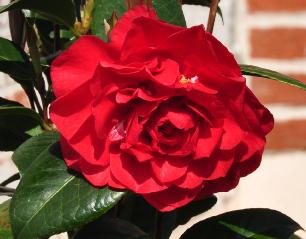 CamelliahybridLesJury