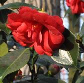 CamelliajaponicaGrandSlamVN