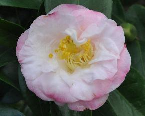 CamelliajaponicaDrTinsley