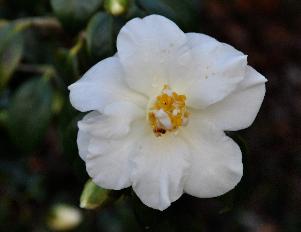 CamelliajaponicaWhiteSwanVN