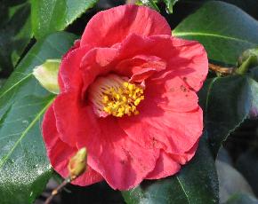 CamelliajaponicaJulesVerne2