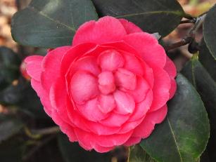 CamelliajaponicaMargueriteGoullion2