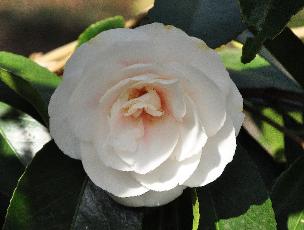 CamelliajaponicaEleganschampagne2