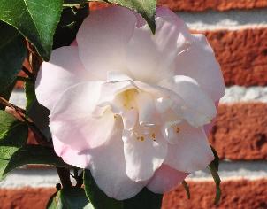 CamelliajaponicaAprilRemembered