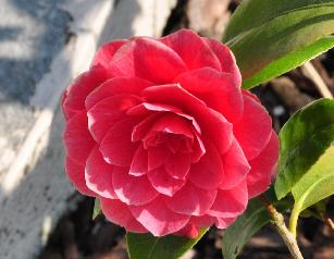 CamelliajaponicaReinedesfleurs
