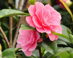 CamelliajaponicaBlackLace