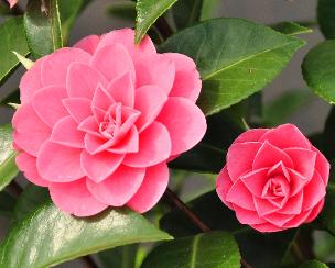 CamelliajaponicaRosendalesBeauty