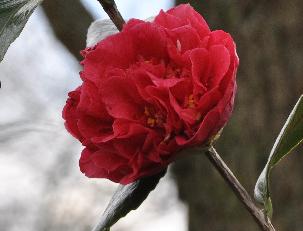 CamelliajaponicaKramersSupreme