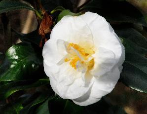 CamelliajaponicaMadVictorDeBisschop2