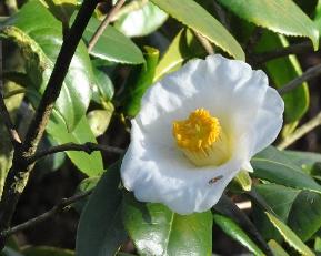 CamelliajaponicaMmeLourmand