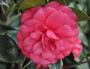 CamelliajaponicaOrtigueira